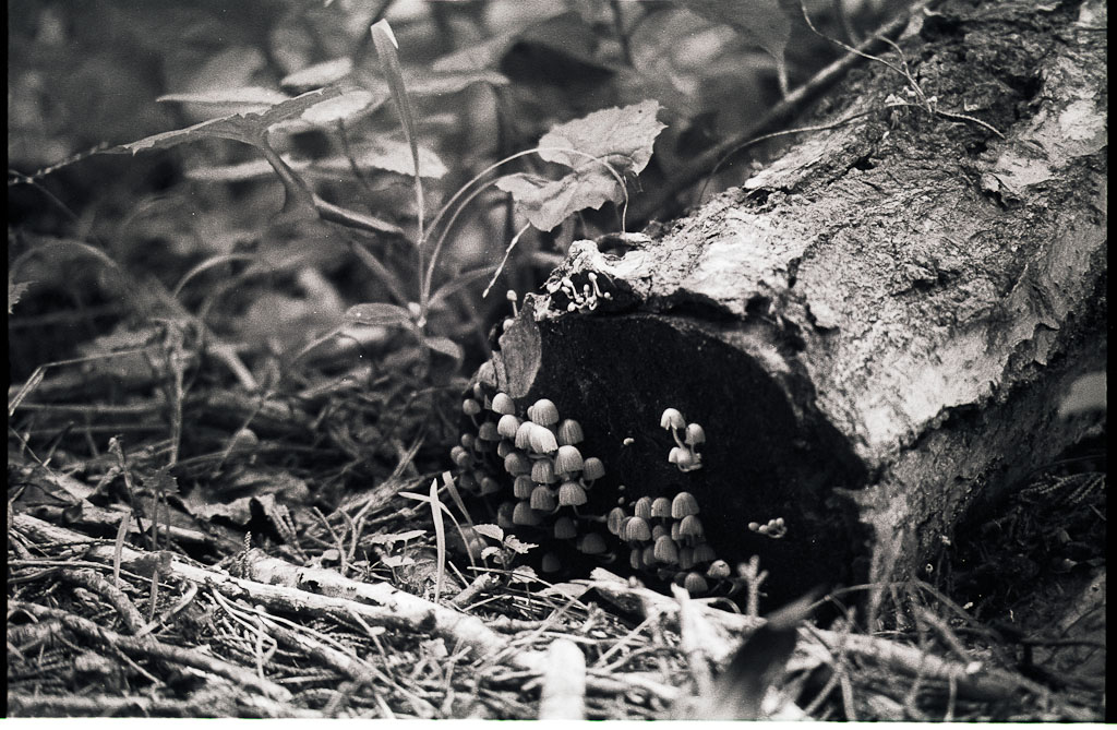Film Mushroom